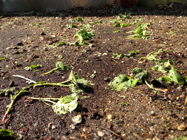 Radishes dying from heat