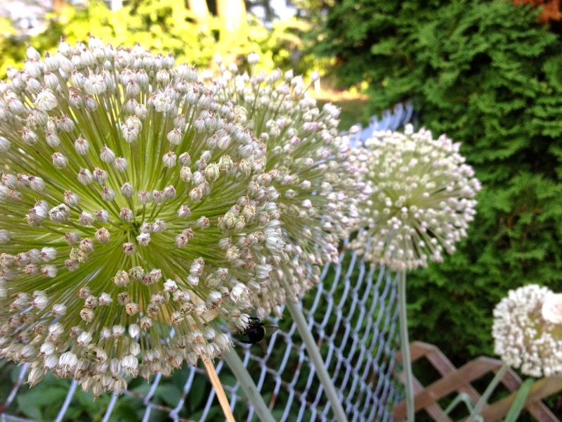 Leeks gone to flower